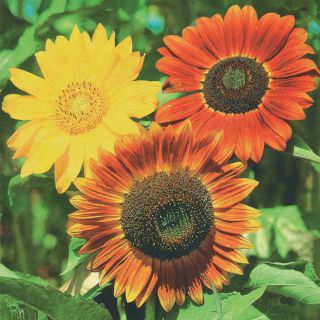 Autumn Beauty Mix Sunflower Thumbnail